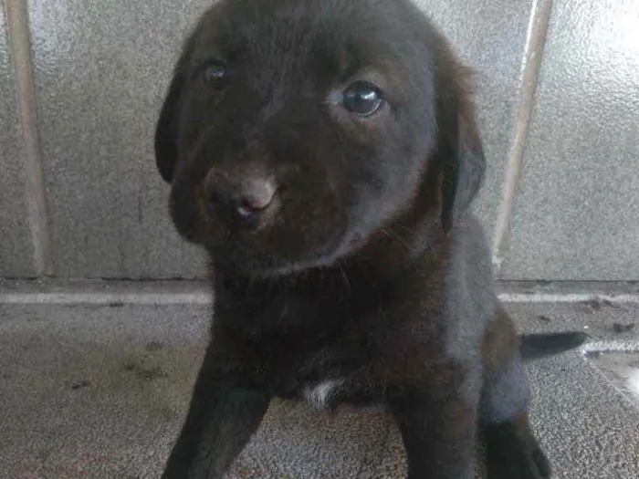 Cachorro ra a SRD idade 2 a 6 meses nome Filhotes