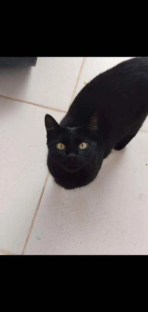Gato raça  idade 1 ano nome Pela fêmea  castrada
