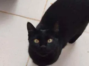Gato raça  idade 1 ano nome Pela fêmea  castrada
