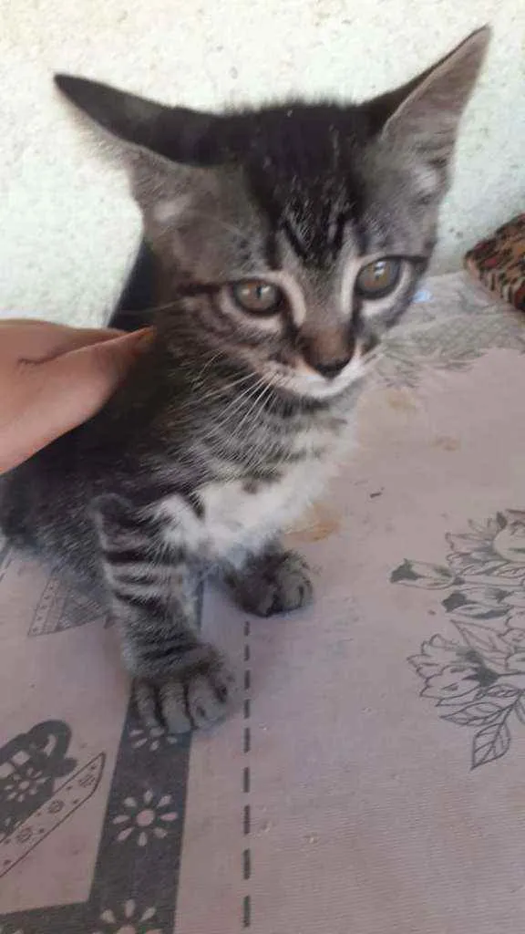 Gato ra a Vira lata idade 2 a 6 meses nome Não tem