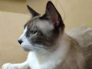 Gato raça  idade 2 anos nome Pintoso