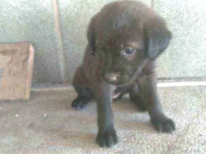 Cachorro ra a SRD idade 2 a 6 meses nome Filhotes