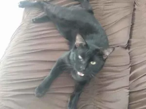 Gato raça  idade 1 ano nome Esmeraldo
