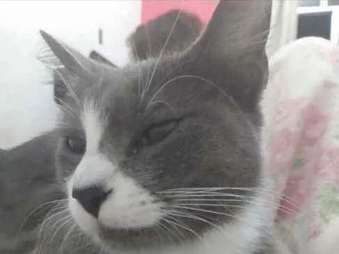 Gato raça  idade 2 anos nome Lara fêmea  castrada