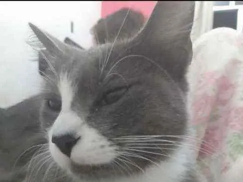 Gato raça  idade 2 anos nome Lara fêmea  castrada