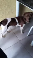 Tempestade