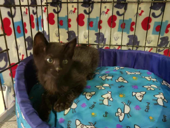 Gato raça Srd idade 2 a 6 meses nome Batman