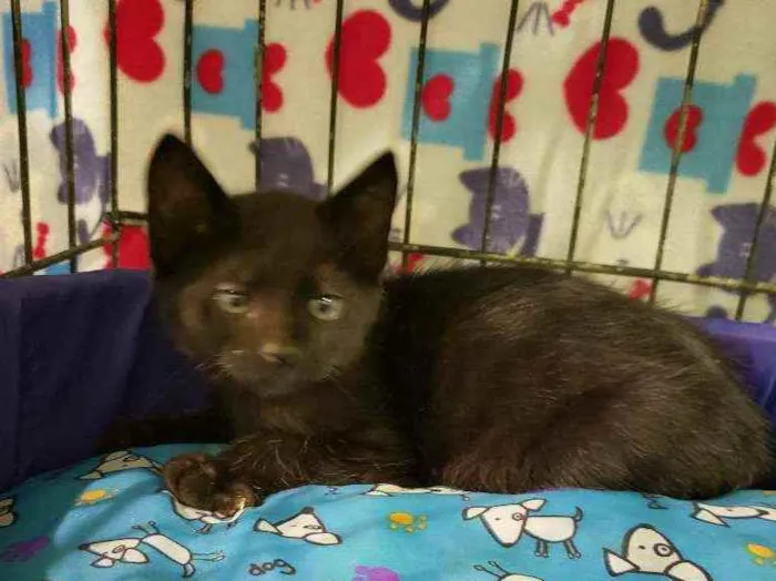 Gato raça Srd idade 2 a 6 meses nome Batman