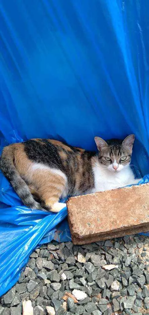 Gato ra a Caçadeira  idade 1 ano nome Linda