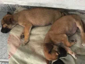 Cachorro raça Sem raça definida idade Abaixo de 2 meses nome Dois filhotes machos