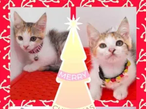 Gato raça Srd idade 2 a 6 meses nome Gatinhos Diversos