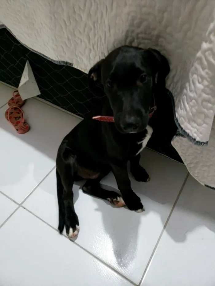 Cachorro ra a SRD-ViraLata idade 2 a 6 meses nome Trotsky