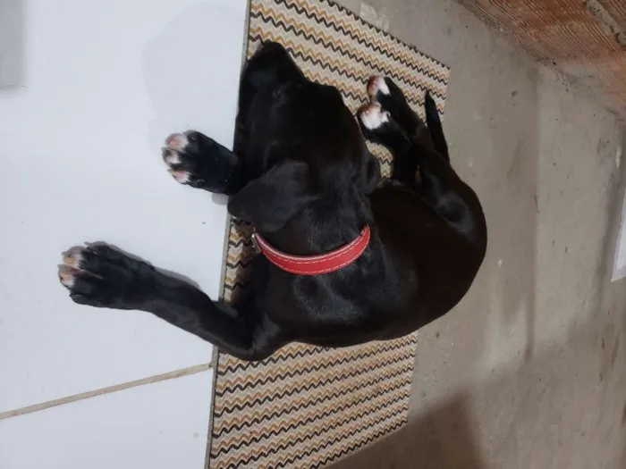 Cachorro ra a SRD-ViraLata idade 2 a 6 meses nome Trotsky