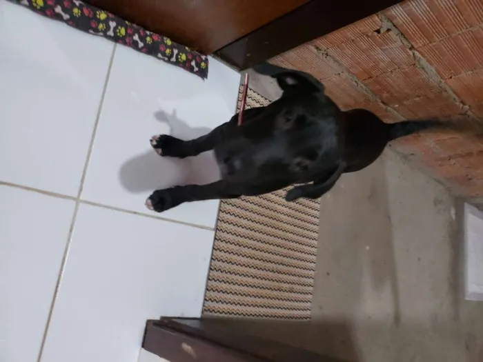 Cachorro ra a SRD-ViraLata idade 2 a 6 meses nome Trotsky