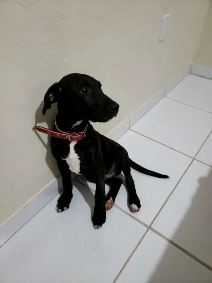Cachorro ra a SRD-ViraLata idade 2 a 6 meses nome Trotsky