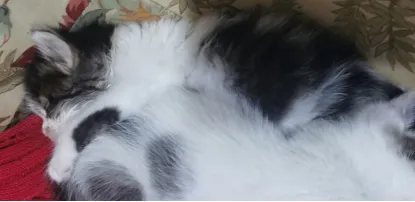 Gato raça SRD-ViraLata idade 2 a 6 meses nome Corinthiana