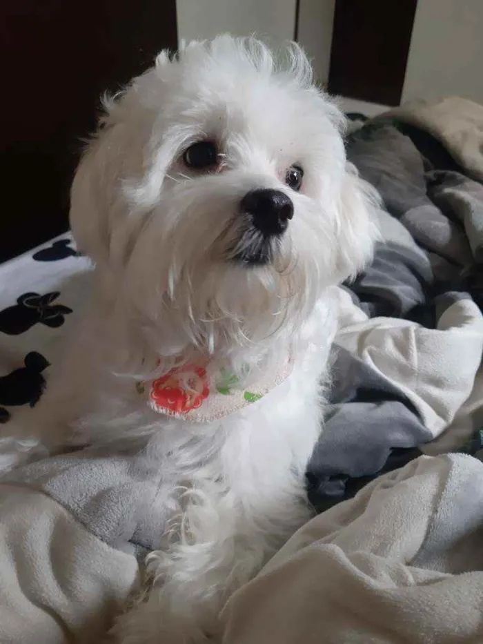 Cachorro ra a Maltês idade 2 anos nome Bolt