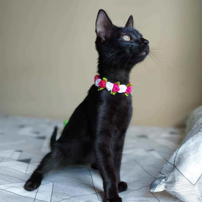 Gato raça SRD idade 2 a 6 meses nome Ubaia