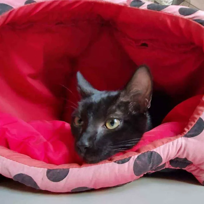 Gato raça SRD idade 2 a 6 meses nome Ubaia