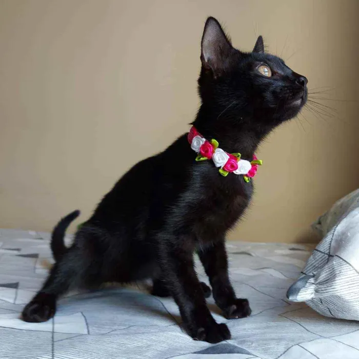 Gato raça SRD idade 2 a 6 meses nome Ubaia