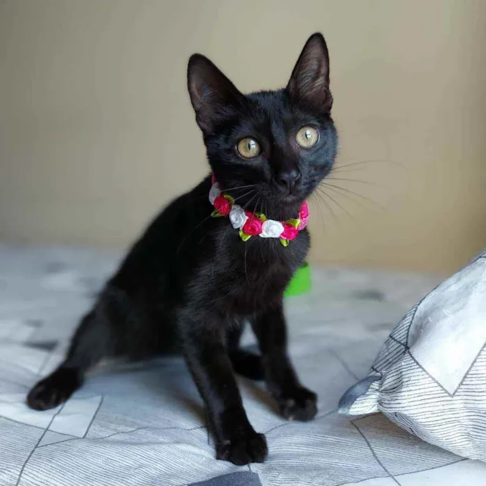 Gato raça SRD idade 2 a 6 meses nome Ubaia