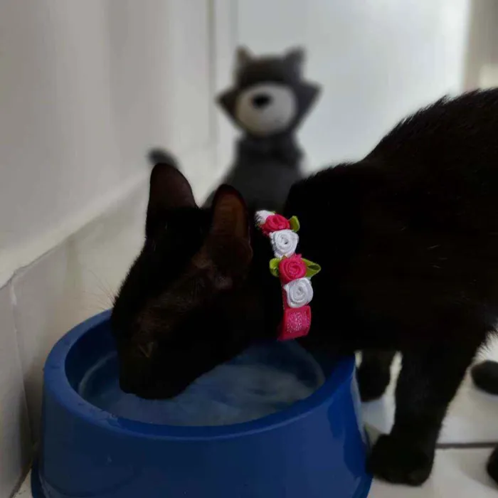 Gato raça SRD idade 2 a 6 meses nome Ubaia