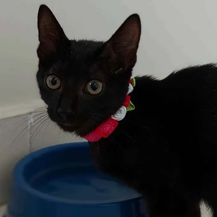 Gato raça SRD idade 2 a 6 meses nome Ubaia