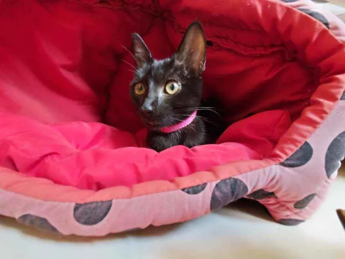 Gato raça SRD idade 2 a 6 meses nome Ubaia