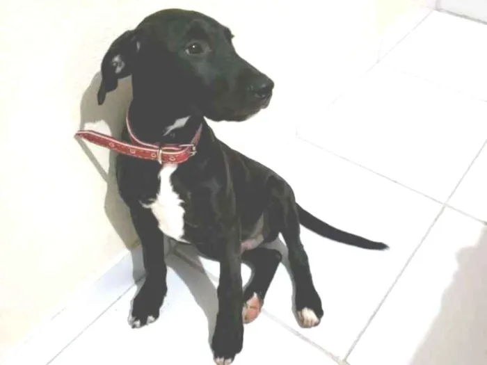 Cachorro ra a SRD-ViraLata idade 2 a 6 meses nome Trotsky