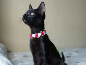 Gato raça SRD idade 2 a 6 meses nome Ubaia