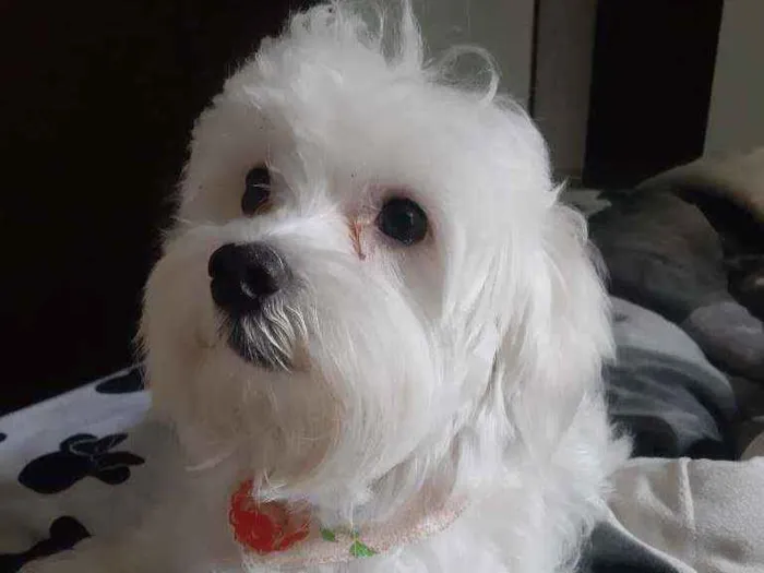 Cachorro ra a Maltês idade 2 anos nome Bolt