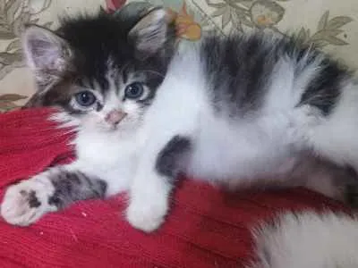 Gato raça SRD-ViraLata idade 2 a 6 meses nome Corinthiana