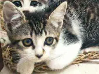 Gato raça Srd idade 2 a 6 meses nome Donatello