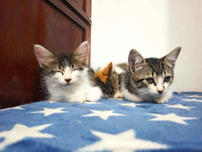 Gato raça Srd idade 2 a 6 meses nome Lana 