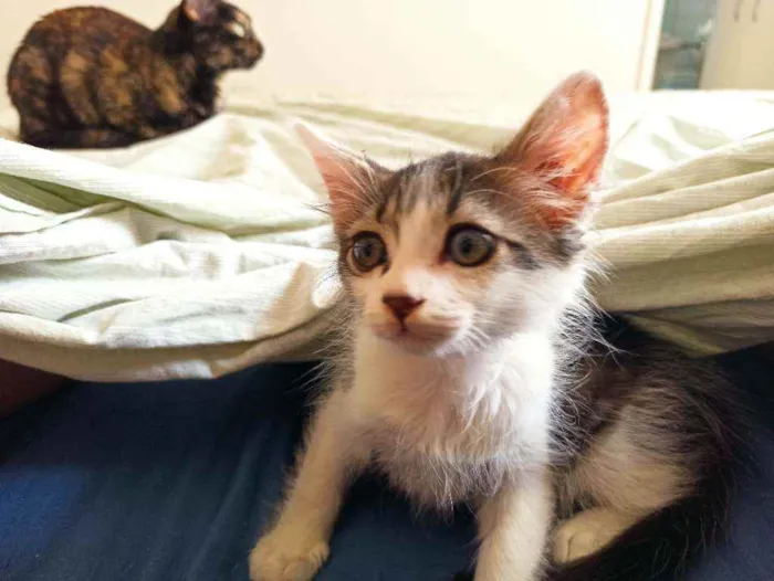 Gato raça Srd idade 2 a 6 meses nome Lana 