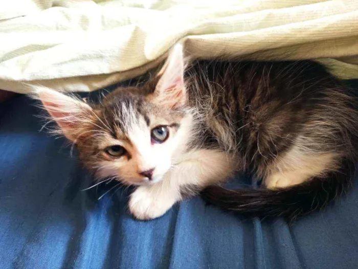 Gato raça Srd idade 2 a 6 meses nome Lana 