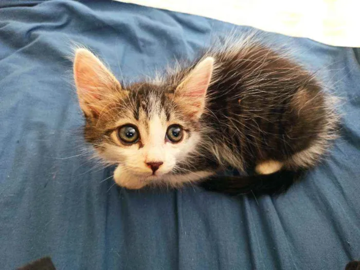 Gato raça Srd idade 2 a 6 meses nome Lana 