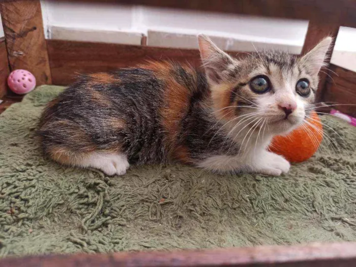 Gato raça Srd idade 2 a 6 meses nome April
