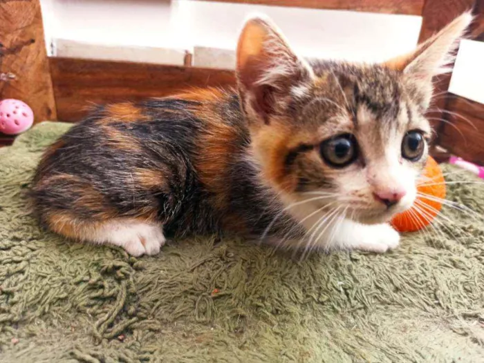 Gato raça Srd idade 2 a 6 meses nome April