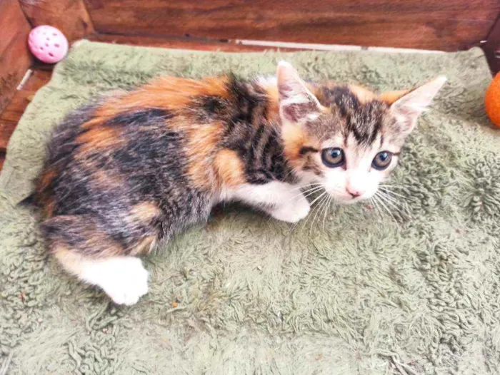 Gato raça Srd idade 2 a 6 meses nome April