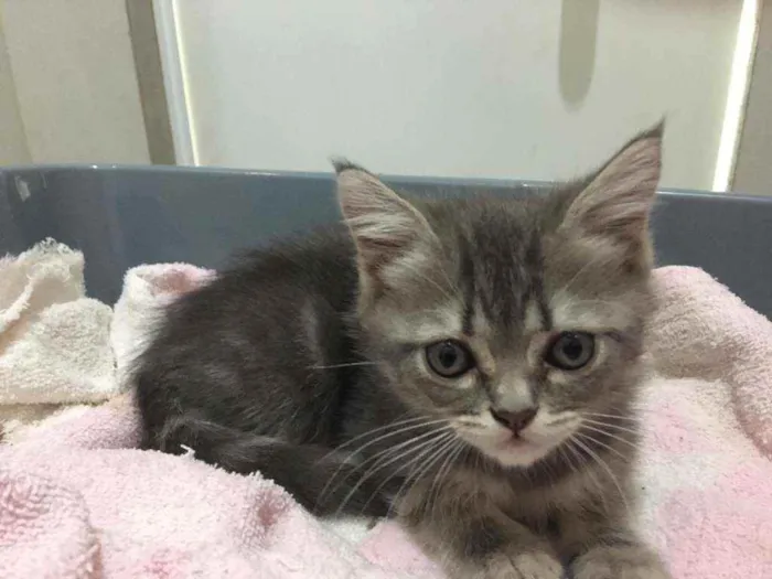 Gato raça Srd idade 2 a 6 meses nome Pérola