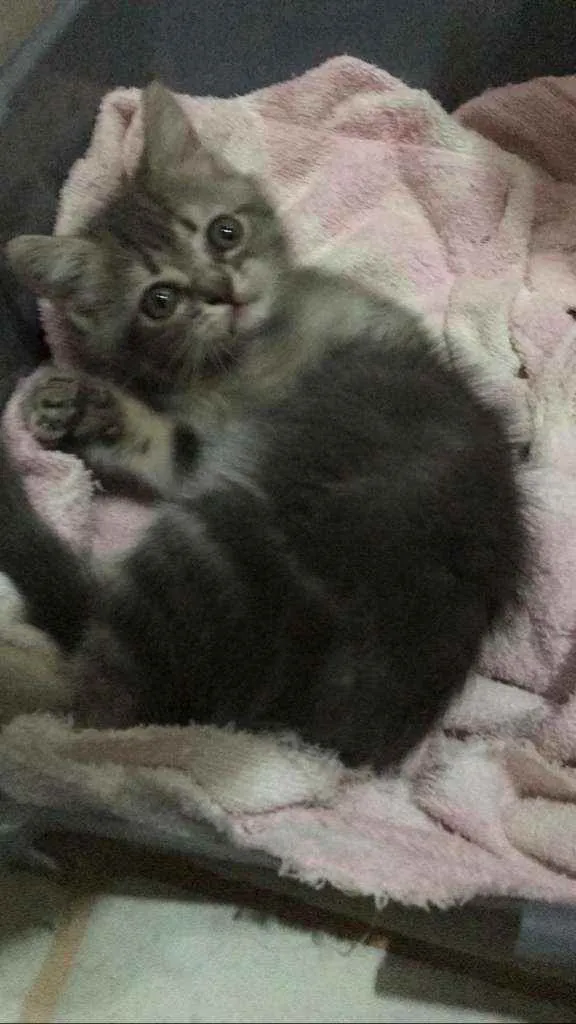 Gato raça Srd idade 2 a 6 meses nome Pérola