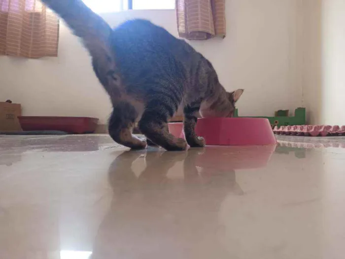Gato raça Srd idade 2 anos nome Moana