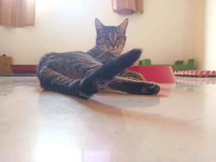 Gato raça Srd idade 2 anos nome Moana