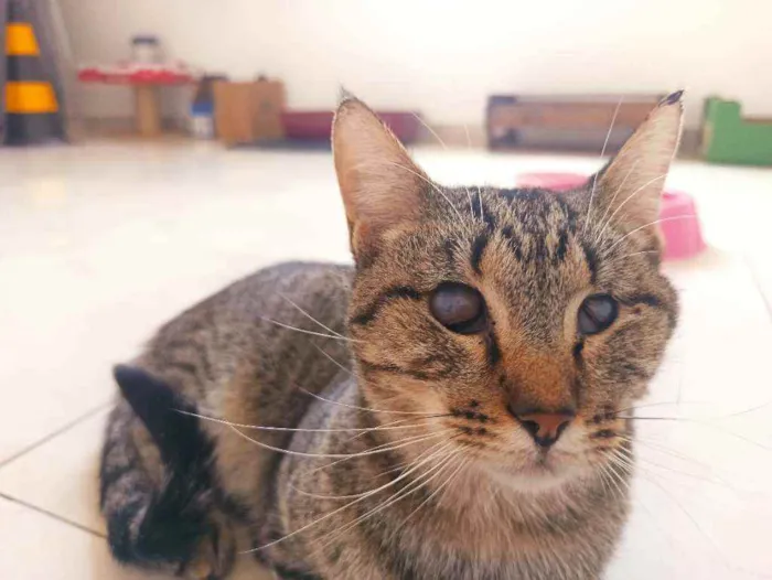 Gato raça Srd idade 2 anos nome Moana