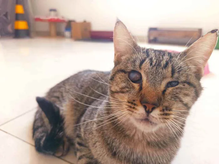 Gato raça Srd idade 2 anos nome Moana