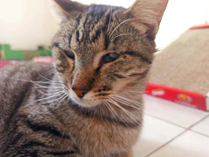 Gato raça Srd idade 2 anos nome Moana