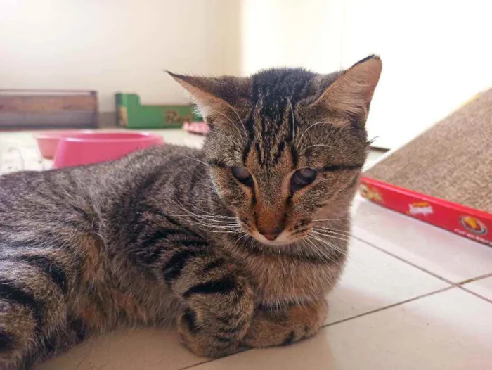 Gato raça Srd idade 2 anos nome Moana