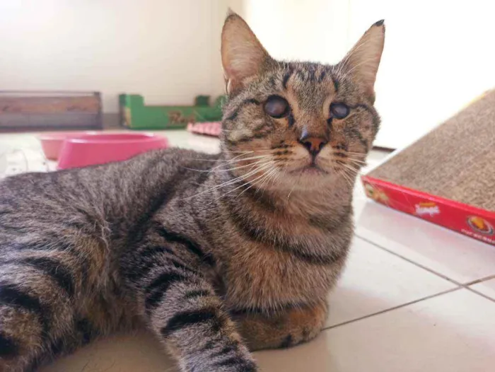 Gato raça Srd idade 2 anos nome Moana