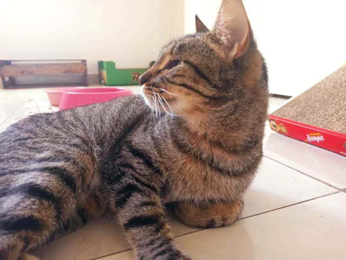 Gato raça Srd idade 2 anos nome Moana